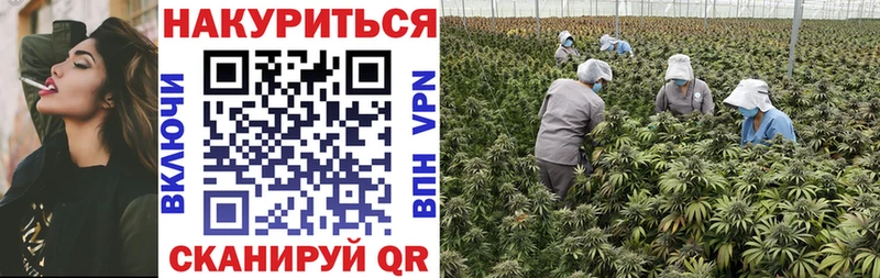 Канабис сатива  наркотики  Нолинск 